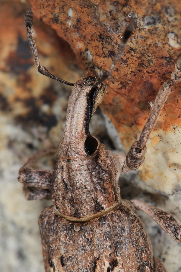 Identificazione Curculionidae... Rhytideres plicatus